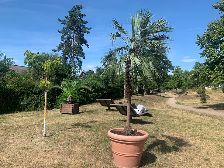 Nauheim-Online - Palmen im Brgerpark in Nauheim