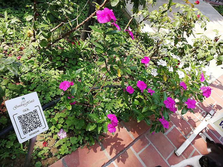 Nauheim-Online - QR-Code an Pflanzen