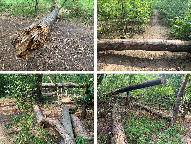 Nauheim-Online - Zustand im Wald in Nauheim