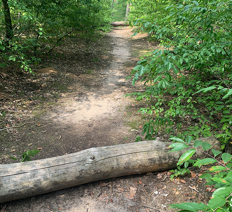 Nauheim-Online - Buschwilder Zustand im Wald in Nauheim