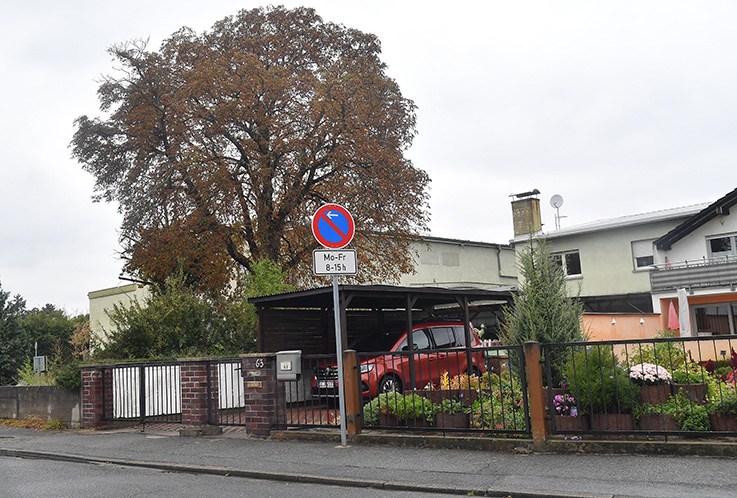 Nauheim-Online - Schtzenswerte Kastanie vor der SKV-Halle in Nauheim