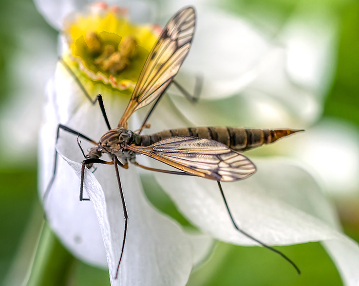 Nauheim-Online -Schnakenplage / KABS-Beitritt in Nauheim