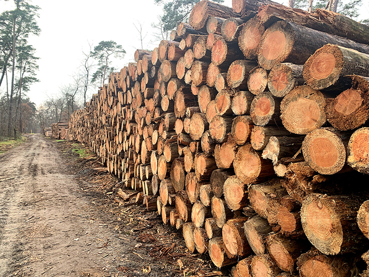 Nauheim-Online - F�llungen im Wald