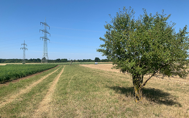 Nauheim-Online - 