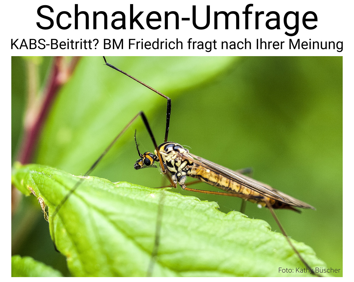 Nauheim-Online - Schnaken und Stechmcken in Nauheim